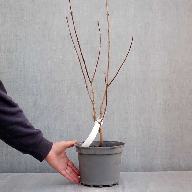 Example of Syringa vulgaris Nadezhda - Gewone sering Pot van 4 l/5 l as you get in automne