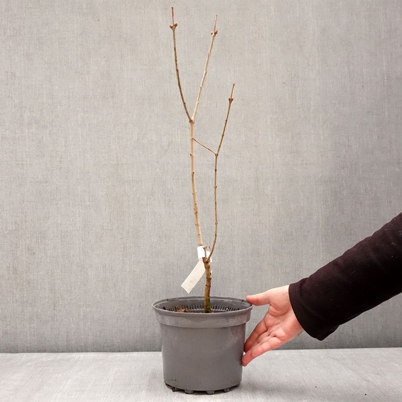 Exemplaar van Syringa vulgaris Nadezhda - Gewone sering Pot van 4 l/5 l zoals geleverd in de winter