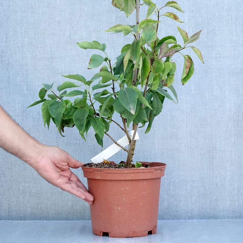 Exemplaar van Syringa vulgaris Président Grevy - Gewone sering Pot van 4 l/5 l, Struik zoals geleverd in de zomer