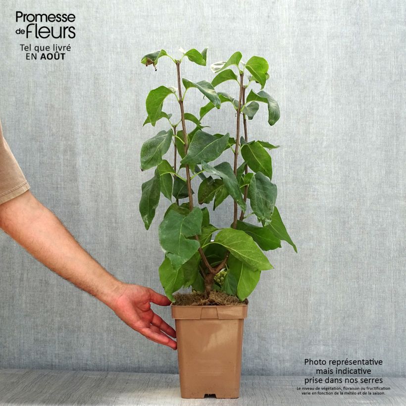 Exemplaar van Syringa vulgaris Primrose - Gewone sering Pot van 4 l/5 l zoals geleverd in de zomer
