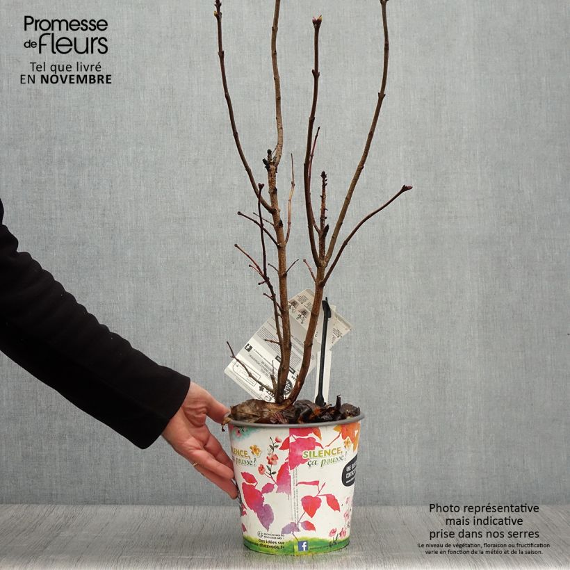 Exemplaar van Syringa vulgaris Princesse Sturdza - Gewone sering Pot van 4 l/5 l zoals geleverd in de herfst