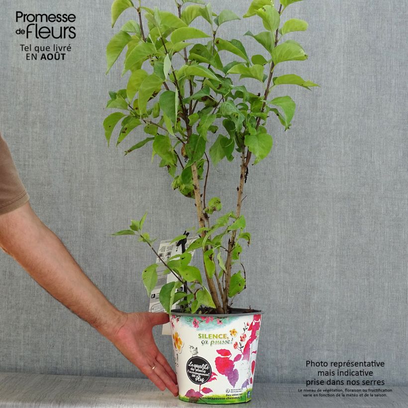 Exemplaar van Syringa vulgaris Princesse Sturdza - Gewone sering Pot van 4 l/5 l zoals geleverd in de zomer
