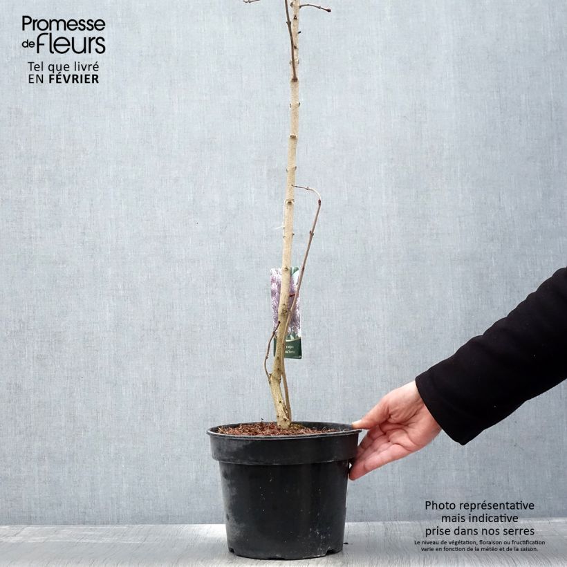 Example of Lilas - Syringa vulgaris Princesse Sturdza Pot van 4 l/5 l as you get in hiver