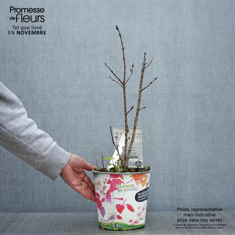 Exemplaar van Syringa vulgaris Souvenir de Louis Spaeth - Gewone sering Pot van 2 l/3 l, Struik zoals geleverd in de herfst