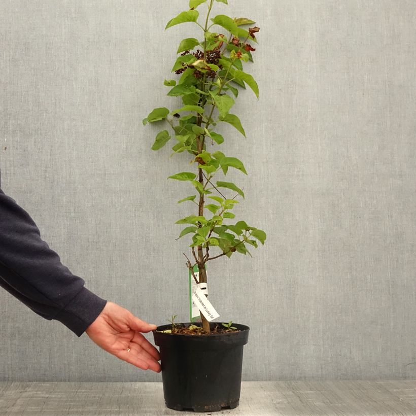 Exemplaar van Syringa vulgaris Souvenir de Louis Spaeth - Gewone sering Pot van 2 l/3 l, Struik zoals geleverd in de lente