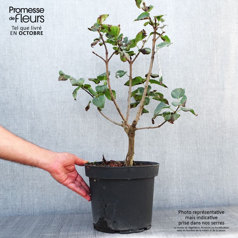 Exemplaar van Syringa vulgaris Souvenir de Louis Spaeth - Gewone sering Pot van 7,5 l/10 l zoals geleverd in de herfst