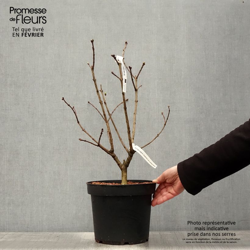 Example of Syringa vulgaris Souvenir de Louis Spaeth - Gewone sering Pot van 7,5 l/10 l as you get in hiver