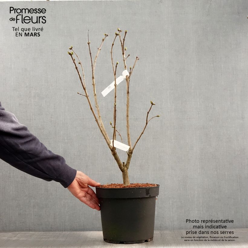 Exemplaar van Syringa vulgaris Souvenir de Louis Spaeth - Gewone sering Pot van 7,5 l/10 l zoals geleverd in de lente