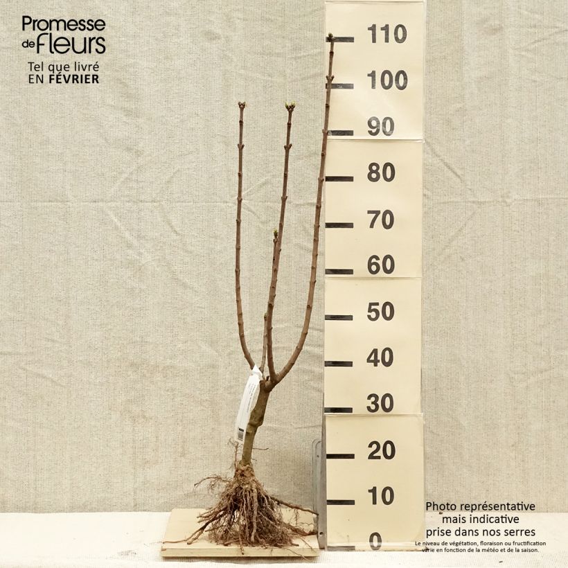 Example of Syringa vulgaris Souvenir de Louis Spaeth - Gewone sering Naakte wortel as you get in hiver