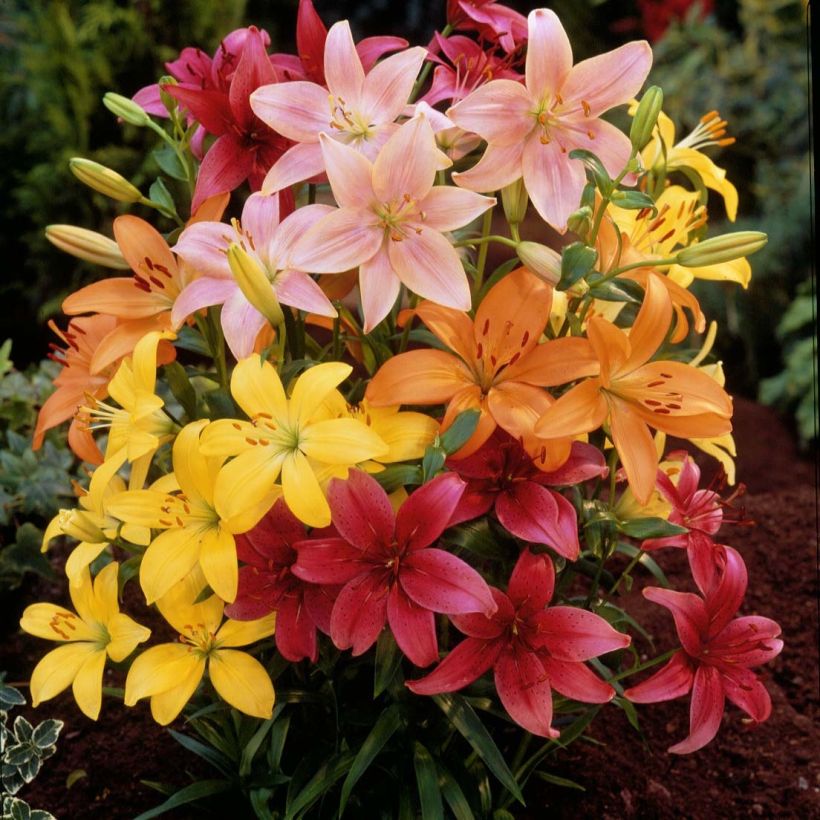 Lilium asiatique Mix - Aziatische lelie Mix (Flowering)