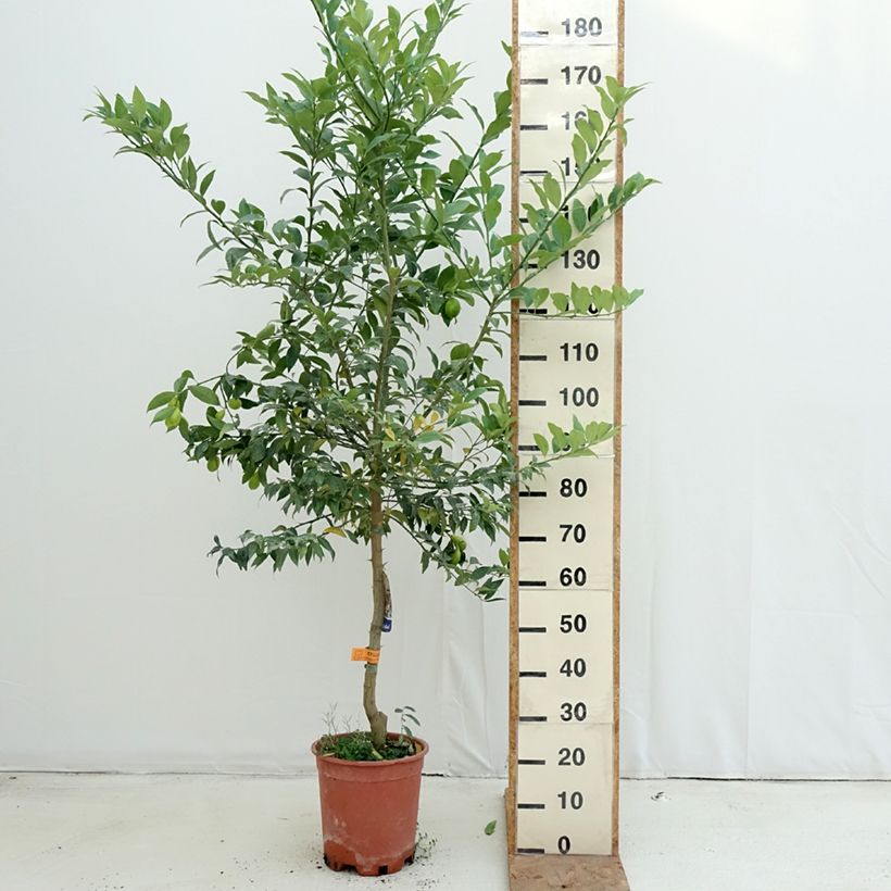 Exemplaar van Limequat - Citrus × floridana Pot van 7,5 l/10 l, Half-hoge stam zoals geleverd in de herfst