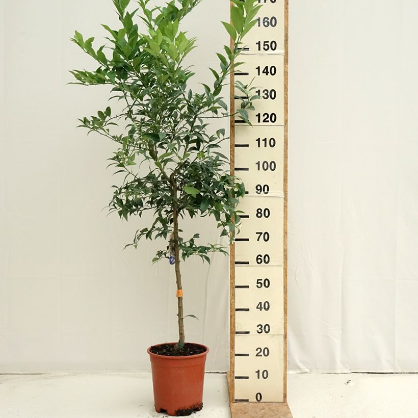 Exemplaar van Limequat - Citrus × floridana Pot van 7,5 l/10 l, Half-hoge stam zoals geleverd in de zomer