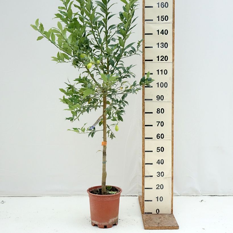 Exemplaar van Limequat - Citrus × floridana Pot van 7,5 l/10 l, Half-hoge stam zoals geleverd in de winter
