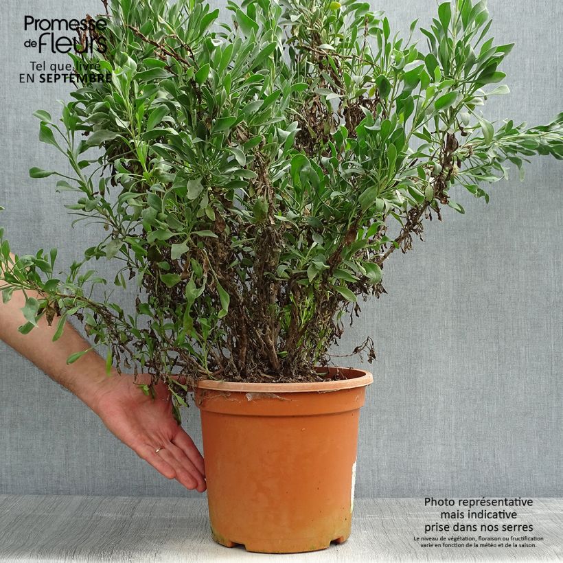Exemplaar van Limoniastrum monopetalum - Lavendelsteen Pot van 7,5 l/10 l zoals geleverd in de herfst