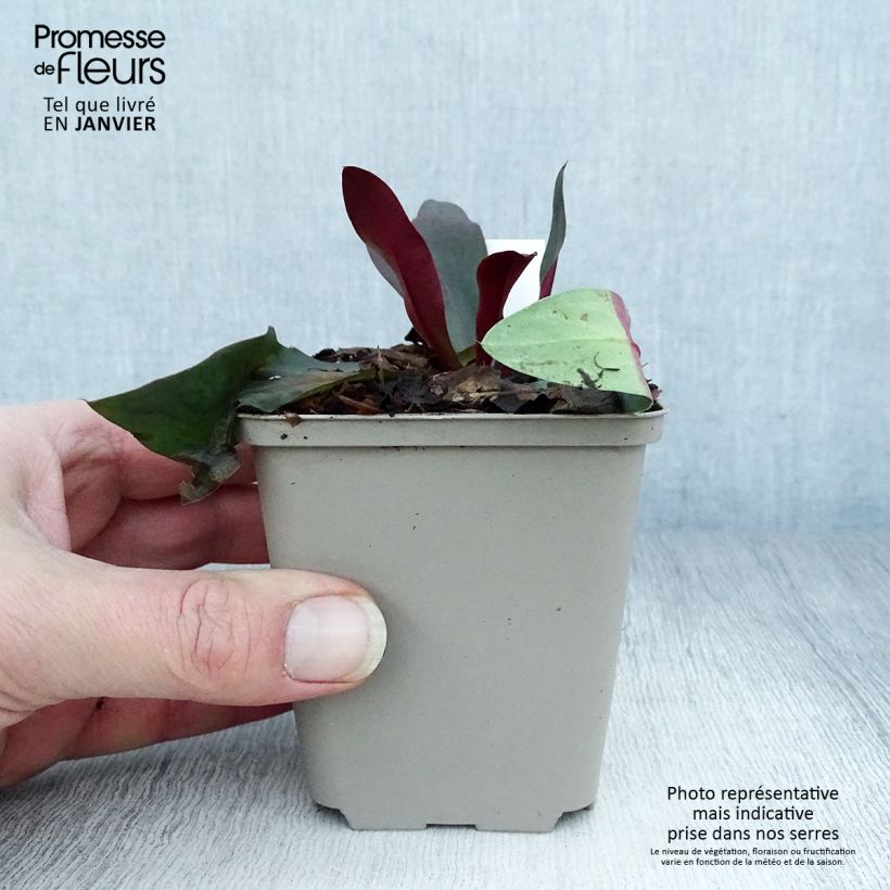 Example of limonium Dazzle Rocks - Statice vivace  Kweekpotje van 8/9 cm as you get in hiver