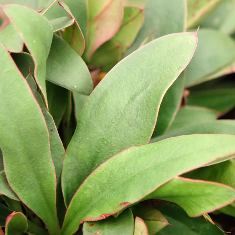Limonium Dazzle Rocks - Lamsoor (Blad)