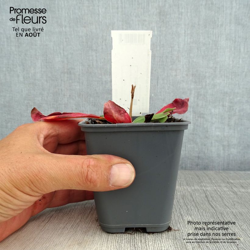 Exemplaar van Limonium gmelinii hungaricum - Lamsoor Kweekpotje van 8/9 cm zoals geleverd in de zomer