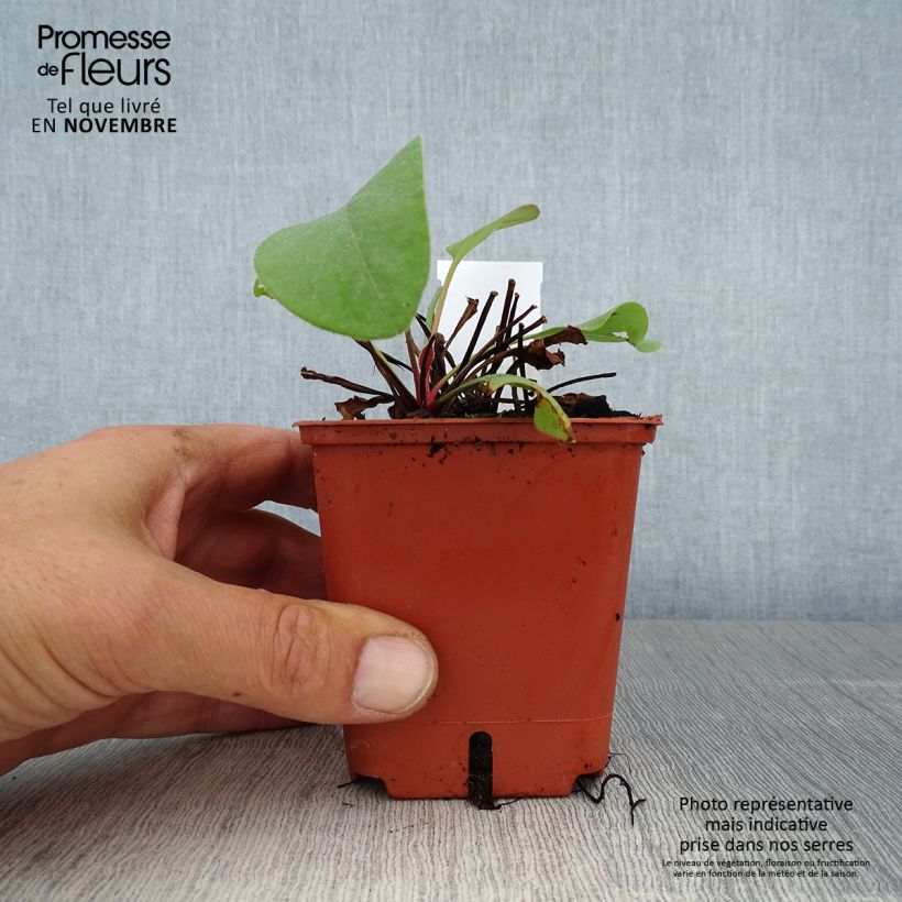 Exemplaar van Limonium perezii - Statice des Canaries Godet de 8/9 cm zoals geleverd in de herfst