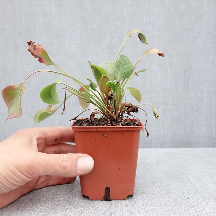 Exemplaar van Limonium perezii - Lamsoor Kweekpotje van 8/9 cm zoals geleverd in de lente