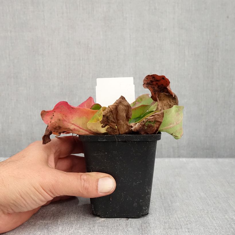 Exemplaar van Limonium platyphyllum - Statice vivace Godet de 8/9 cm zoals geleverd in de herfst