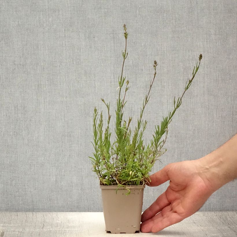 Exemplaar van Linaria anticaria Antique Silver - Vlasleeuwenbek Kweekpotje van 8/9 cm zoals geleverd in de zomer
