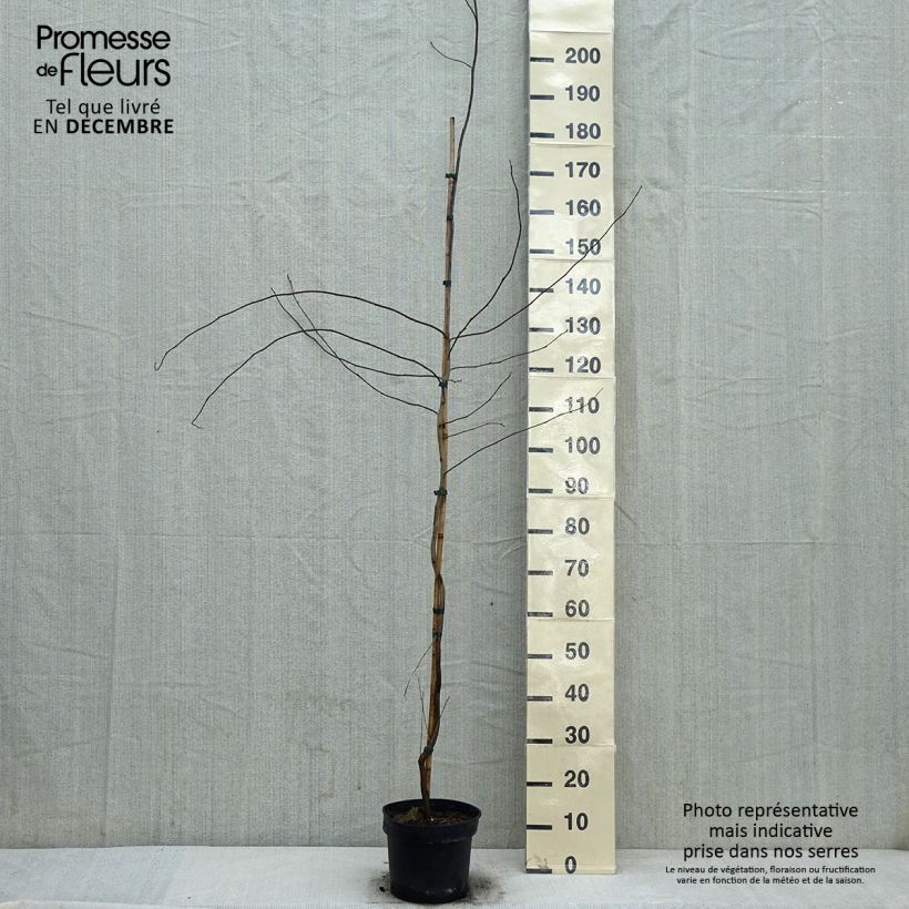 Example of Lindera benzoin - Laurier benzoin Pot van 4 l/5 l as you get in hiver