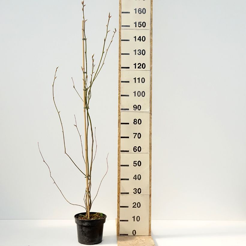 Exemplaar van Lindera obtusiloba - Geurstruik Pot van 4 l/5 l zoals geleverd in de lente