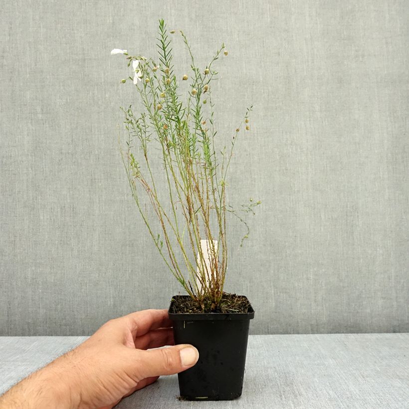 Exemplaar van Linum perenne Diamant - Overblijvend vlas Kweekpotje van 8/9 cm zoals geleverd in de zomer