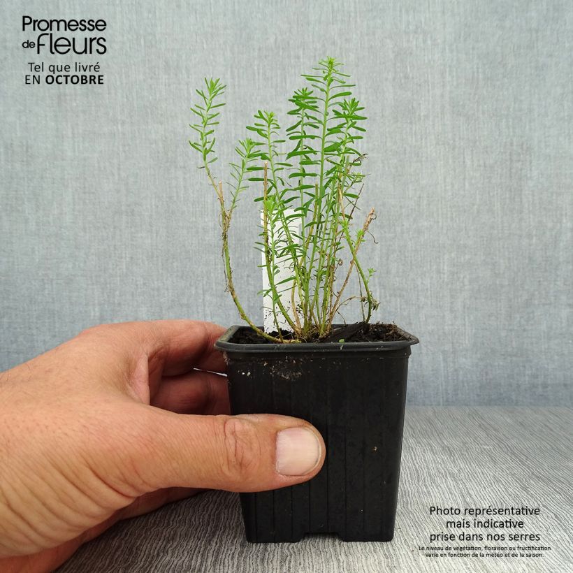 Exemplaar van Linum perenne - Overblijvend vlas Kweekpotje van 7/8 cm zoals geleverd in de herfst