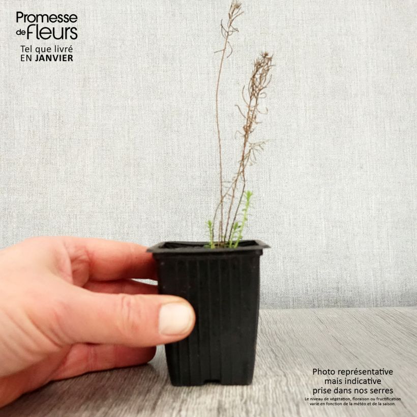 Example of Linum perenne - Overblijvend vlas Kweekpotje van 7/8 cm as you get in hiver