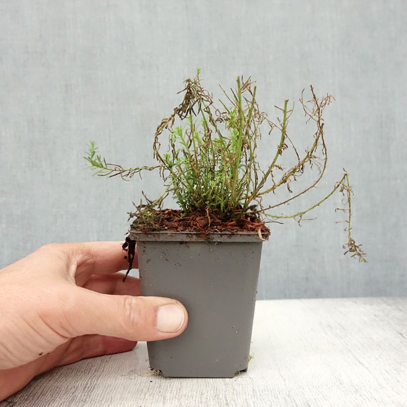 Exemplaar van Linum perenne Saphir - Overblijvend vlas Kweekpotje van 8/9 cm zoals geleverd in de herfst
