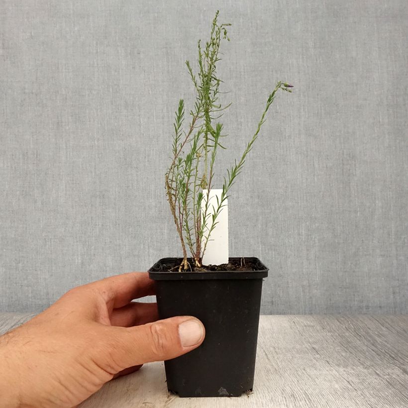 Exemplaar van Linum perenne Saphir - Overblijvend vlas Kweekpotje van 8/9 cm zoals geleverd in de zomer