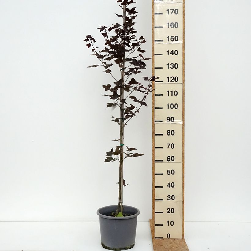 Exemplaar van Liquidambar formosana - Chinese amberboom Pot van 12 l/15 l zoals geleverd in de zomer