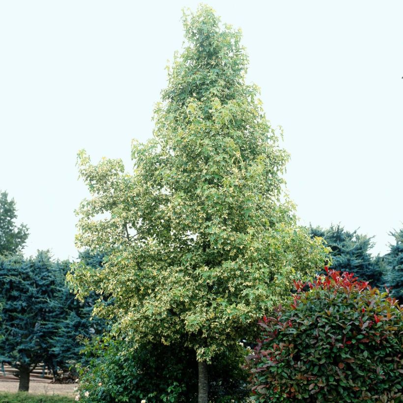 Liquidambar styraciflua Albomarginata Manon - Amberboom (Plant habit)