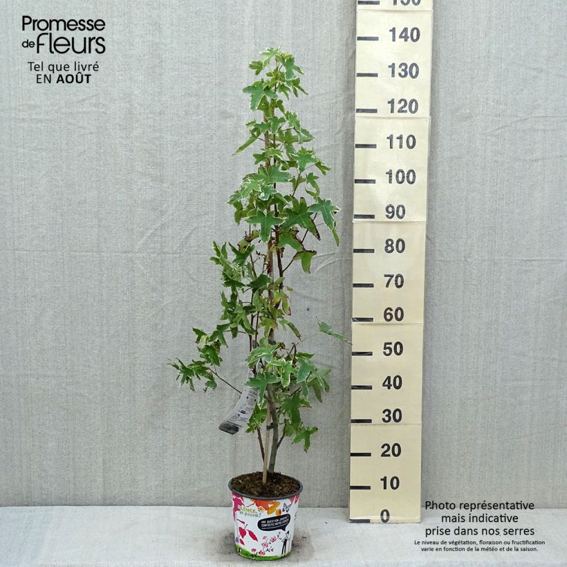 Exemplaar van Liquidambar styraciflua Albomarginata Manon - Amberboom Pot van 4 l/5 l zoals geleverd in de zomer