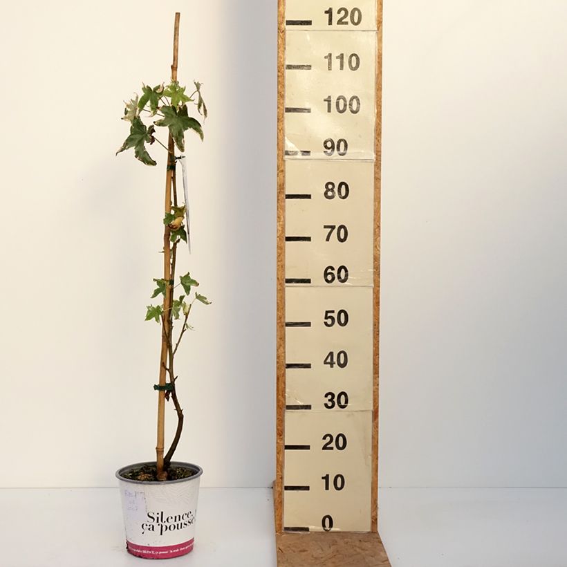 Exemplaar van Liquidambar styraciflua Albomarginata Manon - Amberboom Pot van 4 l/5 l zoals geleverd in de herfst
