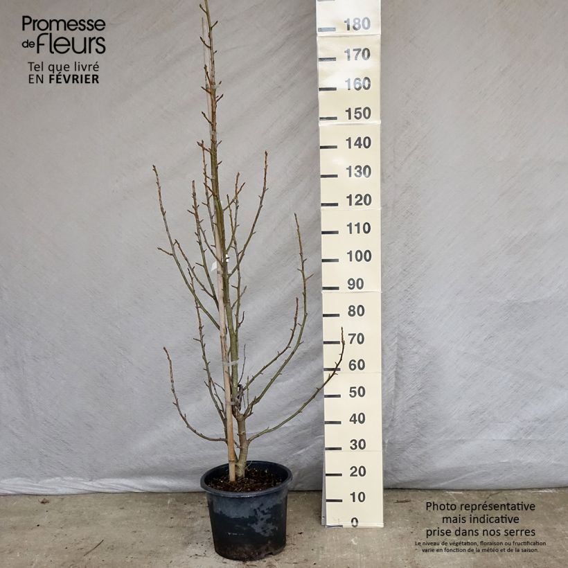 Example of Liquidambar styraciflua Aurea - Copalme d'Amérique Pot van 12 l/15 l as you get in hiver