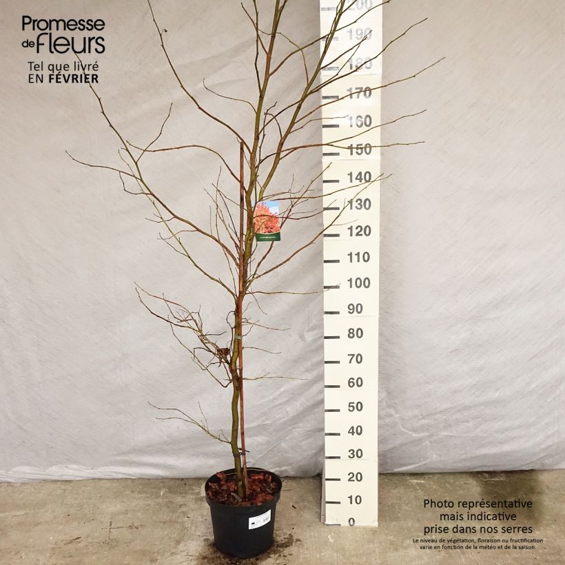 Example of Liquidambar styraciflua Pot van 7,5 l/10 l as you get in hiver