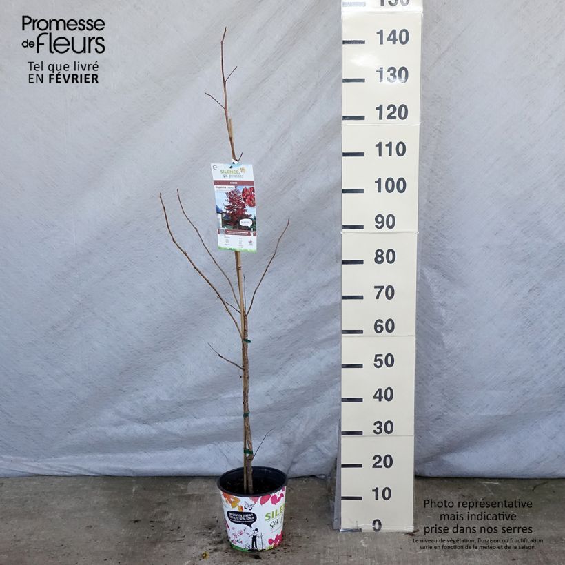 Example of Liquidambar styraciflua Pot van 3 l/4 l as you get in hiver