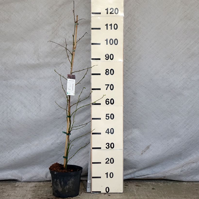 Exemplaar van Liquidambar styraciflua - Amberboom Pot van 3 l/4 l zoals geleverd in de lente