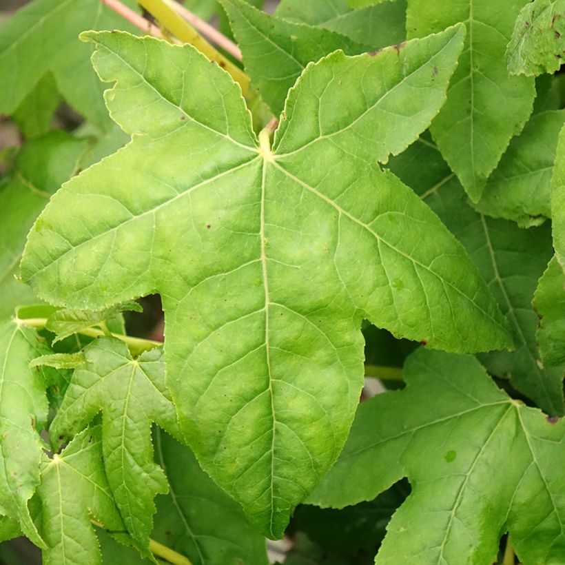 Liquidambar styraciflua Golden Sun - Amberboom (Blad)