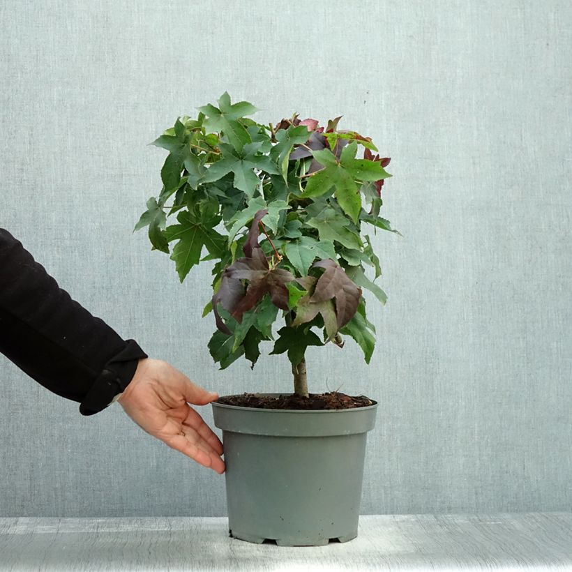 Exemplaar van Liquidambar styraciflua Gum Ball - Amberboom Pot van 4 l/5 l zoals geleverd in de herfst