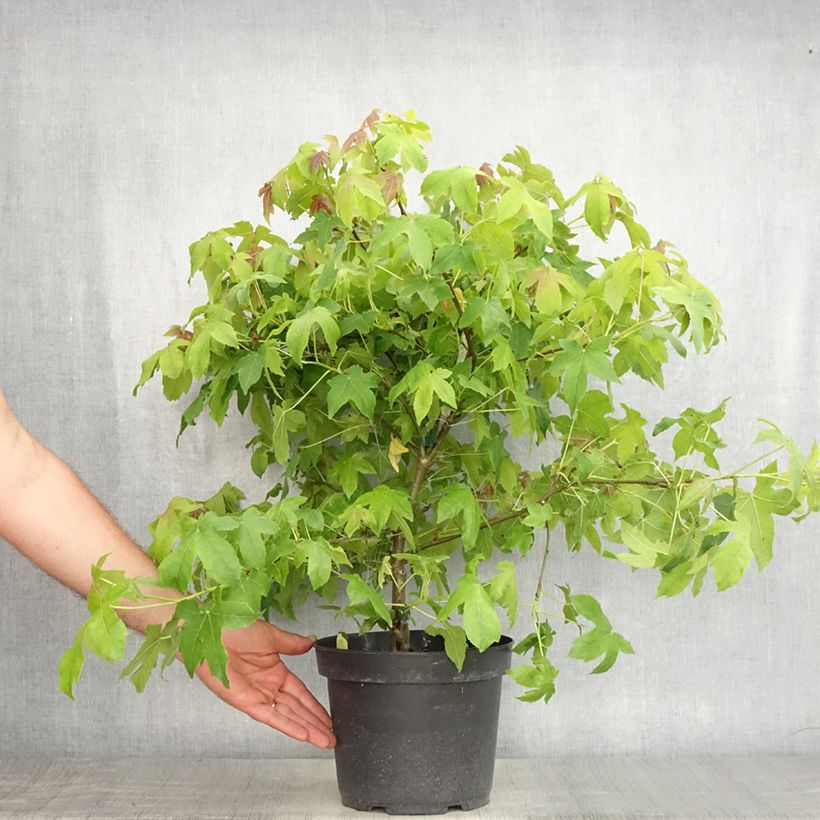 Exemplaar van Liquidambar styraciflua Gum Ball - Amberboom Pot van 4 l/5 l zoals geleverd in de zomer