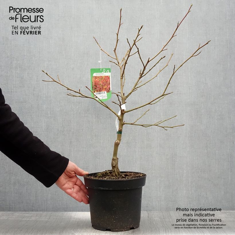 Example of Liquidambar styraciflua Gum Ball - Amberboom Pot van 4 l/5 l as you get in hiver