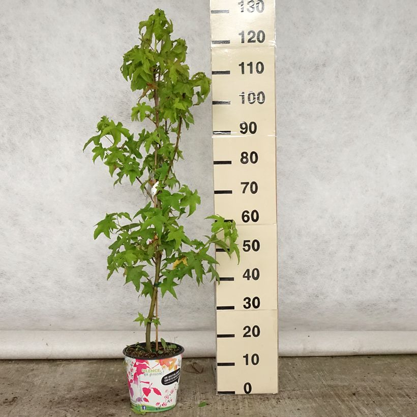 Exemplaar van Liquidambar styraciflua Lane Roberts - Amberboom Pot van 2 l/3 l zoals geleverd in de zomer
