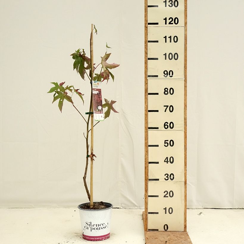 Exemplaar van Liquidambar styraciflua Lane Roberts - Amberboom Pot van 2 l/3 l zoals geleverd in de herfst