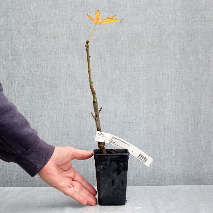 Exemplaar van Liquidambar styraciflua Oakville Highlight - Amberboom Pot van 1 l/1,5 l zoals geleverd in de herfst