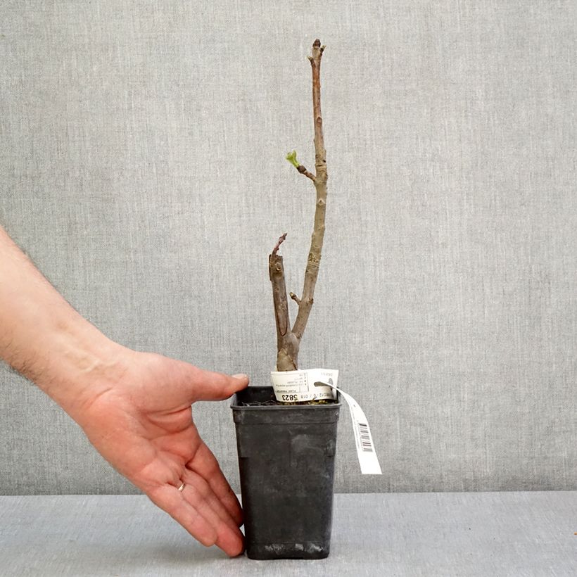 Exemplaar van Liquidambar styraciflua Oakville Highlight - Amberboom Pot van 1 l/1,5 l zoals geleverd in de lente