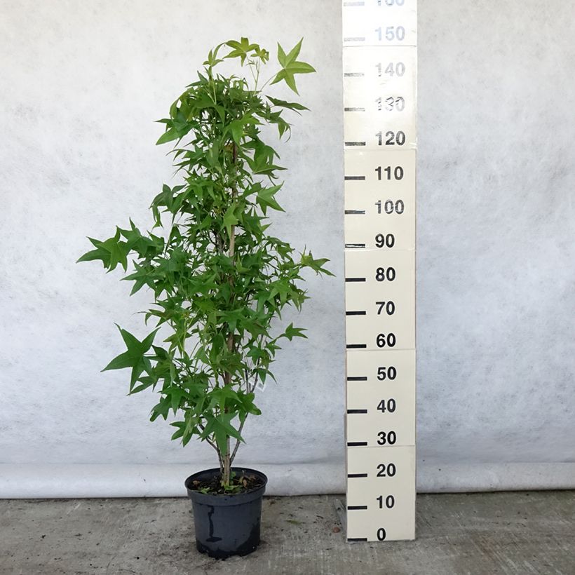 Exemplaar van Liquidambar styraciflua Slender Silhouette - Amberboom Pot van 7,5 l/10 l zoals geleverd in de zomer