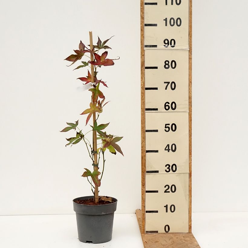 Exemplaar van Liquidambar styraciflua Slender Silhouette - Amberboom Pot van 4 l/5 l zoals geleverd in de herfst